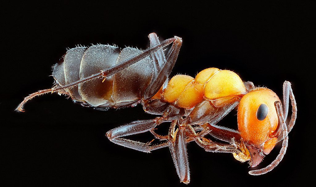 Ant Control service in St. Clair Shores, MI