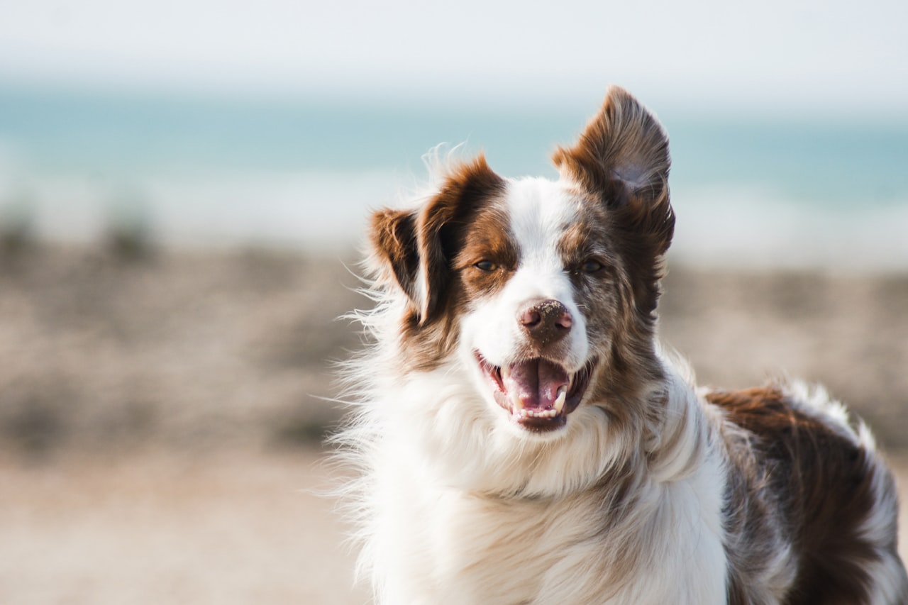 Flea & Tick Control service in St. Clair Shores, MI