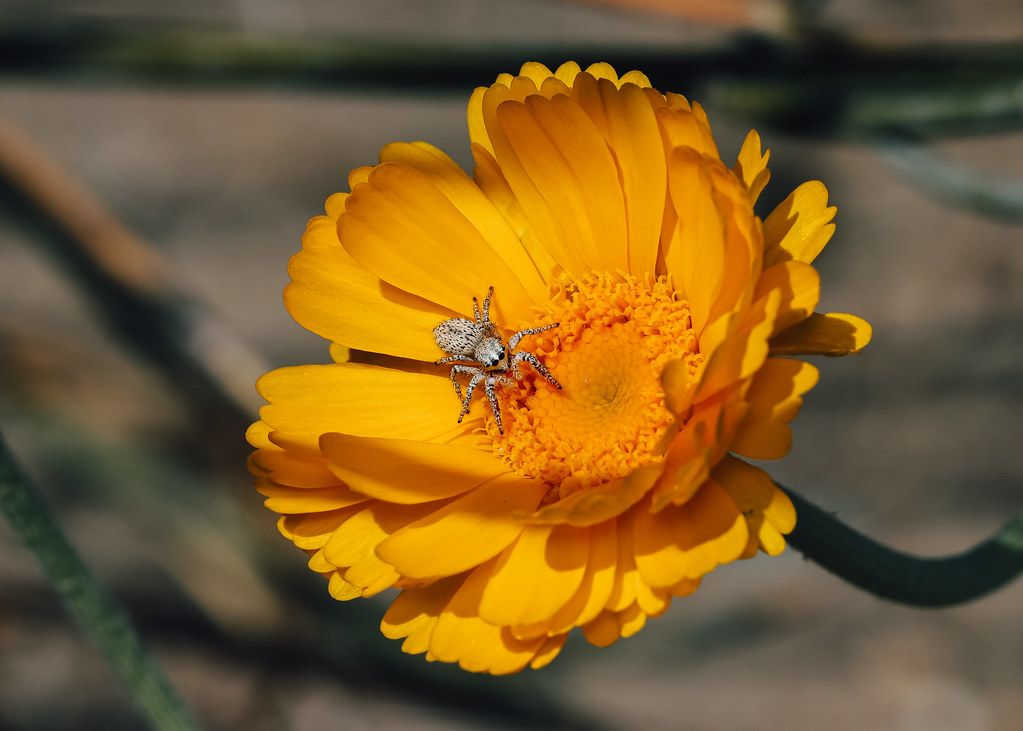 Spider Control service in St. Clair Shores, MI